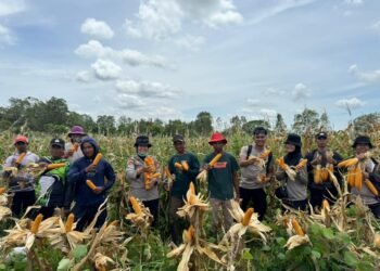 Polsek Merauke Kota Dukung Ketahanan Pangan, Panen Jagung di Kampung Semangga Jaya