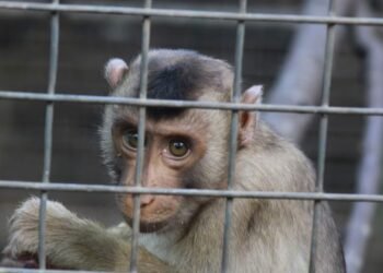 Aniaya Satwa Dilindungi, Dua Warga di Malaka Diamankan Oleh Polres Malaka