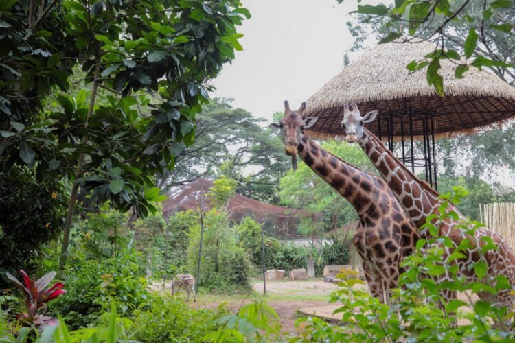 Suasana Kebun Binatang Bandung Kondusif, Satwa Terpantau Aktif
