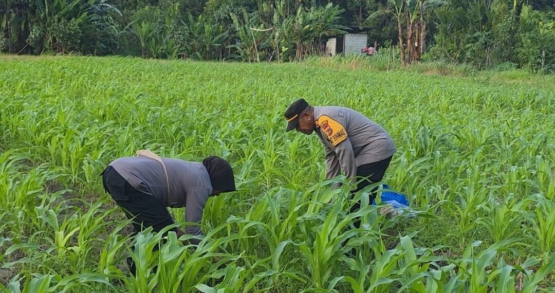 Polres Jayapura Optimalkan Ketahanan Pangan, Laksanakan Pemupukan Tanaman Jagung di Doyo Lama