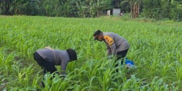 Polres Jayapura Optimalkan Ketahanan Pangan, Laksanakan Pemupukan Tanaman Jagung di Doyo Lama
