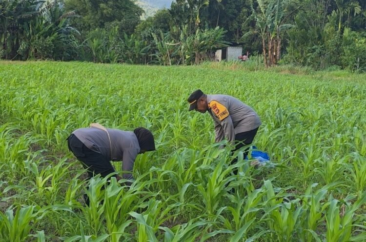 Polres Jayapura Optimalkan Ketahanan Pangan, Laksanakan Pemupukan Tanaman Jagung di Doyo Lama