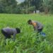 Polres Jayapura Optimalkan Ketahanan Pangan, Laksanakan Pemupukan Tanaman Jagung di Doyo Lama