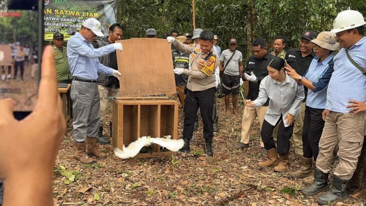 Polsek Bonggo Dorong Ketahanan Pangan, Bersama Petani Tanam Kacang Tanah di Kampung Rotea