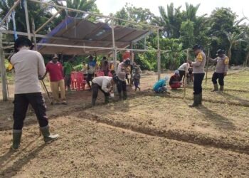 Polsek Bonggo Dorong Ketahanan Pangan, Bersama Petani Tanam Kacang Tanah di Kampung Rotea