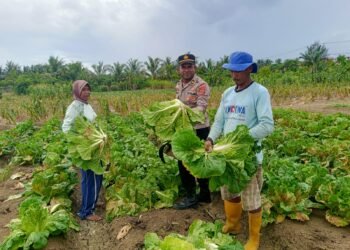 Polsek Muara Tami Sambangi Kelompok Tani Koya Barat, Perkuat Ketahanan Pangan Masyarakat