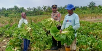 Polsek Muara Tami Sambangi Kelompok Tani Koya Barat, Perkuat Ketahanan Pangan Masyarakat