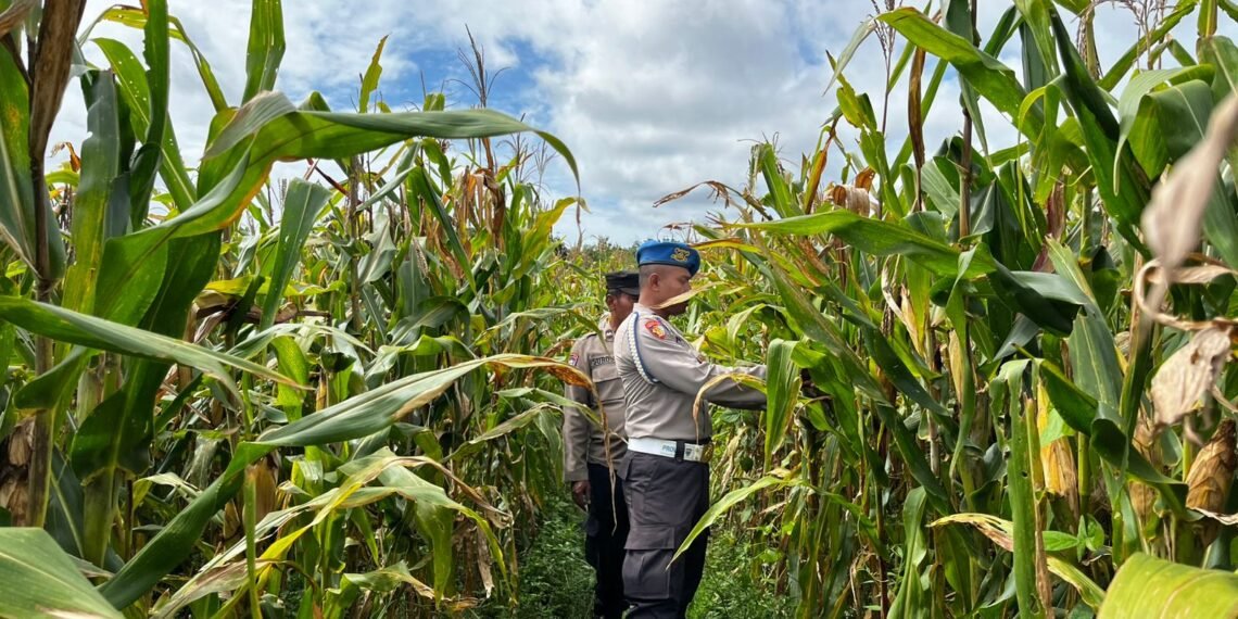 Dukung Ketahanan Pangan, Polsek Jagebob Pastikan Jagung Binaan Siap Panen