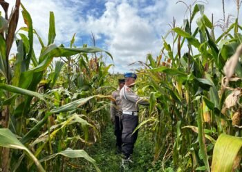 Dukung Ketahanan Pangan, Polsek Jagebob Pastikan Jagung Binaan Siap Panen