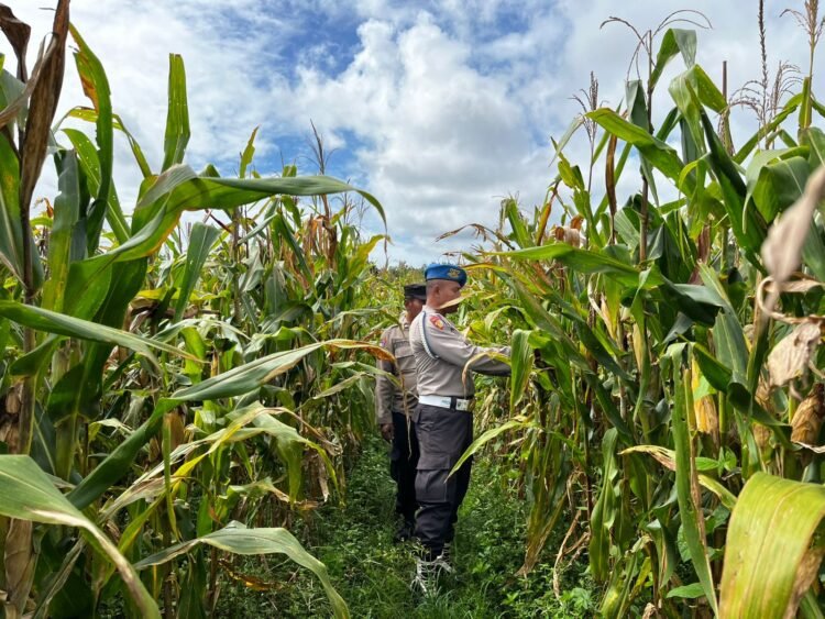 Dukung Ketahanan Pangan, Polsek Jagebob Pastikan Jagung Binaan Siap Panen