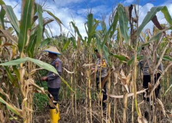 Dukung Swasembada Pangan, Polsek Muting Bersama Warga Panen Jagung Di Distrik Ulilin