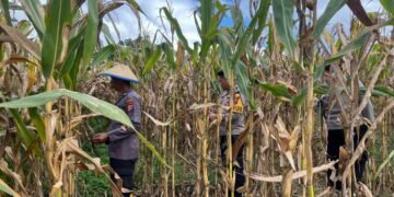 Dukung Swasembada Pangan, Polsek Muting Bersama Warga Panen Jagung Di Distrik Ulilin