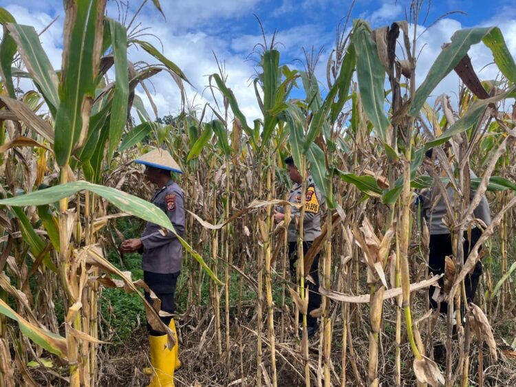 Dukung Swasembada Pangan, Polsek Muting Bersama Warga Panen Jagung Di Distrik Ulilin