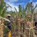 Dukung Swasembada Pangan, Polsek Muting Bersama Warga Panen Jagung Di Distrik Ulilin