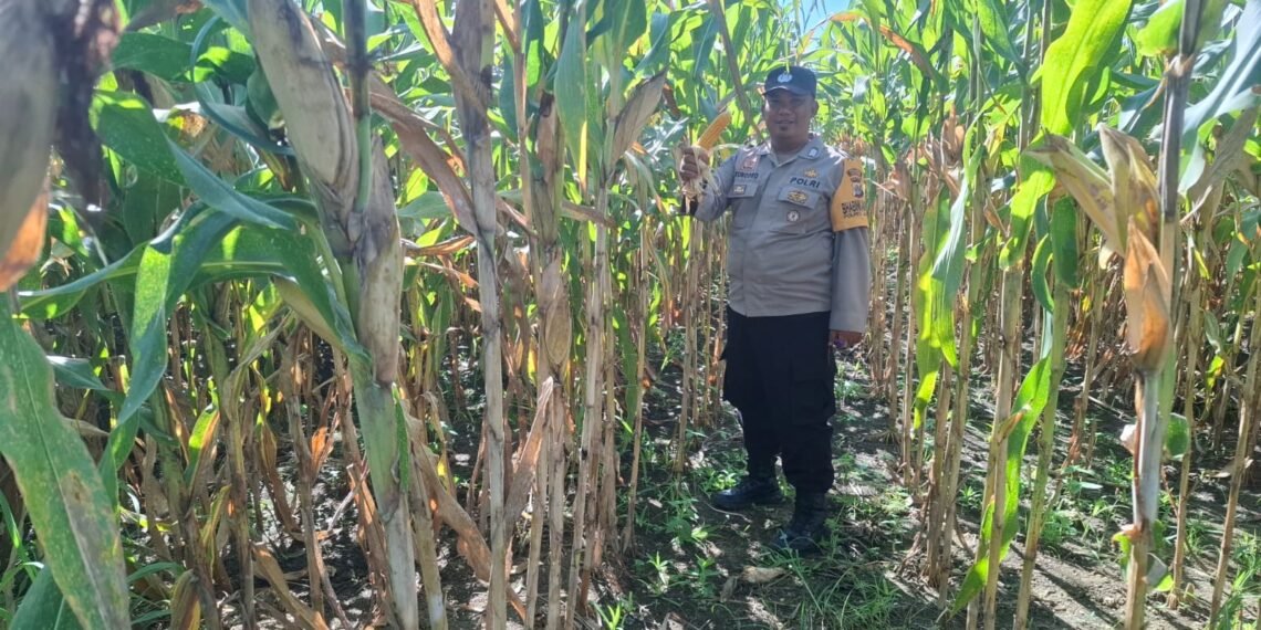 Polsek Nimbokrang Monitoring Persiapan Panen Jagung untuk Dukung Ketahanan Pangan Nasional