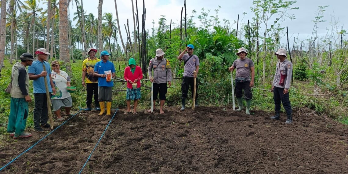 Dukung Ketahanan Pangan, Polsek Kurik Manfaatkan Lahan Produktif untuk Penanaman Jagung dan Rumput Gajah