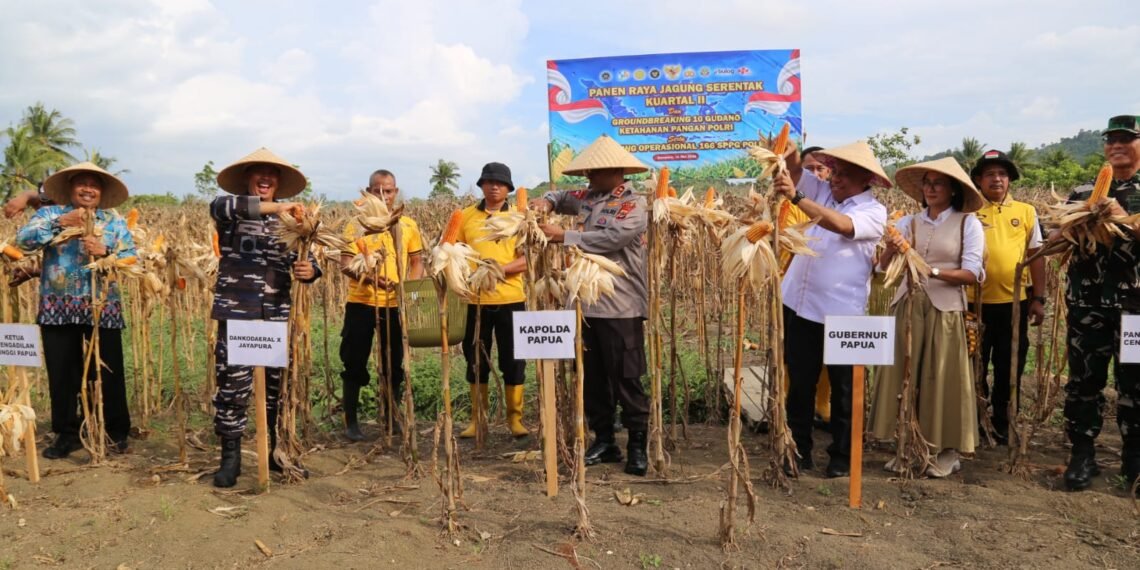 Polda Papua Gelar Panen Raya Jagung Kuartal II dan Dukung Program Ketahanan Pangan Nasional