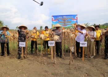Polda Papua Gelar Panen Raya Jagung Kuartal II dan Dukung Program Ketahanan Pangan Nasional