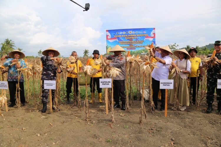 Polda Papua Gelar Panen Raya Jagung Kuartal II dan Dukung Program Ketahanan Pangan Nasional